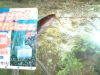 ナマズを飼ってみない?